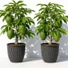 Set of 2 Soursop Live Plants - Sweet Guanabana Fruit Tree, 5-10 Inches Tall - Image 1