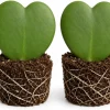 Set of 2 Sweetheart Hoya Plants, Heart Leaf Hoya Succulent, 4-8 Inch Tall Live Plant - Image 1