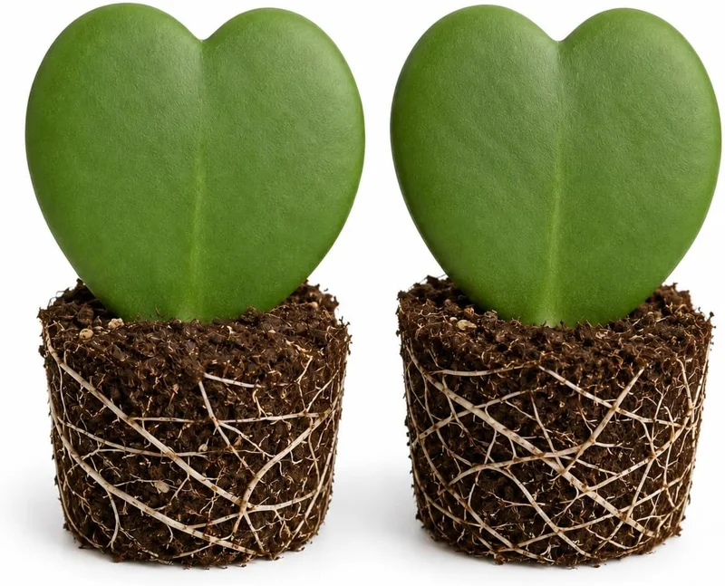 Set of 2 Sweetheart Hoya Plants, Heart Leaf Hoya Succulent, 4-8 Inch Tall Live Plant - Image 1
