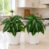 Set of 2 Syngonium Tropical Live Plants - 5-8 Inch Tall, 4 Inch Pot - Indoor - Image 1
