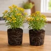 Set of 2 Texas Tarragon Plants Live, 4-8 Inch Tall, Culinary Herb Perennial - Image 1