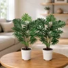 Set of 2 Tree Philodendron Live Plants, 5-8 Inch Tall, 4 Inch Pot, Indoor Tropical Decor - Image 1