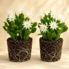 Set of 2 White Easter Cactus Live Plants, 4-8 Inch Tall Houseplants - Image 1