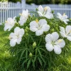 Set of 2 White Hibiscus Live Plants – Texas Hibiscus Flower Shrub – 4-8 Inch Tall - Image 1