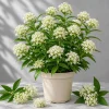 Set of 2 White Milkweed Live Plants - Asclepias, Perennial, 4-8 Inch Tall - Image 1