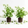 Set of 2 White Trailing Lantana Live Plants, 4-6 Inch Starter, Outdoor Garden & Patio - Image 1