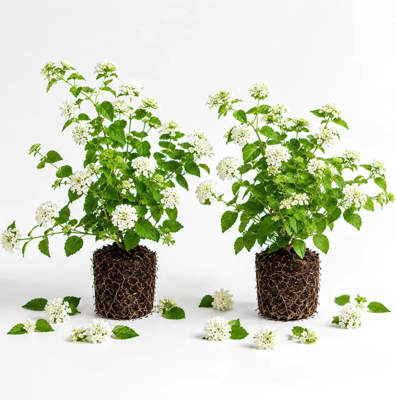 Set of 2 White Trailing Lantana Live Plants, 4-6 Inch Starter, Outdoor Garden & Patio - Image 1