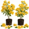Set of 2 Yellow Bougainvillea Live Plants - 4-6 Inch Starter Vines for Outdoor - Image 1