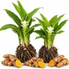 Set of 2 Yellow Turmeric Live Plants, 4-7 Inch Starter Plants, Fragrant Tropical Herb for Containers - Image 1