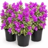 Set of 3 Blueberry Ice Bougainvillea Live Plants, 4-7 Inches Tall, Flowering Vine - Image 1