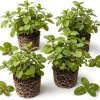 Set of 3 Chocolate Mint Live Plants, 4-7 Inches Tall, Rooted Herb Plants for Indoor/Outdoor - Image 1