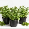 Set of 3 Chocolate Mint Live Plants, 4-7 Inches Tall, Rooted Herb Plants for Pots & Garden - Image 1
