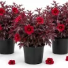 Set of 3 Cranberry Hibiscus Live Plants, 4-6 Inches Tall, Red Leaf False Roselle Shrubs for Patio & Garden - Image 1