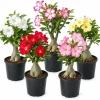 Set of 3 Desert Rose Live Plants - 4-7 Inch Tall Flowering Adenium Succulent - Image 1