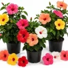 Set of 3 Hardy Hibiscus Live Plants, 4-7 Inches Tall, Rooted Flowering Shrubs - Image 1