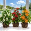 Set of 3 Jasmine Live Plants - White, Red, Orange Blooming Flowers, 4-8 Inch Tall - Image 1