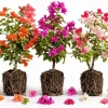 Set of 3 Mixed Bougainvillea Live Plants – 4-7 Inches Tall, Colorful Flowering Vines for Outdoor Gardens - Image 1