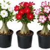Set of 3 Mixed Desert Rose Live Plants, 4-7 Inch Tall Adenium Succulent - Image 1