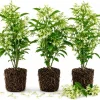 Set of 3 Night Blooming Jasmine Live Plants, 4-6 Inches Tall, Night Scented, White Blooms, Outdoor/Container - Image 1