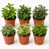 Set of 3 Random Mint Live Plants, Culinary Herb Starter, 4-7 Inch Tall, Indoor Outdoor Garden - Image 1