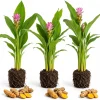 Set of 3 Yellow Turmeric Live Plants, 4-7 Inches Tall, Herb Starter Plants - Image 1