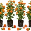 Set of 4 Bright Orange Lantana Live Plants, 4-7 Inches Tall, Trailing, Outdoor - Image 1