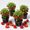 Set of 4 Carolina Reaper Pepper Live Plants - 4-6 Inch Tall, Hot Red Chili Peppers - Image 1