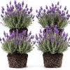 Set of 4 Lavender Live Plants, 4-6 Inches Tall, Blue Purple Fragrant Herb Shrub for Outdoor Garden & Patio - Image 1