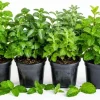 Set of 4 Mint Live Plants - Fragrant Culinary Herb Starter Plants, 4-7 Inch Tall, Indoor/Outdoor - Image 1