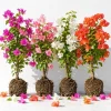 Set of 4 Mixed Bougainvillea Live Plants, 4-7 Inches Tall, Tropical Flowering - Image 1