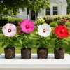 Set of 4 Mixed Hibiscus Live Plant, Hardy Tropical Flower Shrub, 4-8 Inch Tall - Image 1