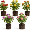 Set of 4 Mixed Lantana Live Plants, 4-7 Inch Flowering Shrubs for Outdoor Garden, Patio, Landscape - Image 1