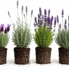 Set of 4 Mixed Lavender Plants Live, 4-8 Inch Lavandula Herb Starters, Outdoor - Image 1