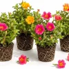 Set of 4 Mixed Portulaca Live Plants, 4-6 Inches Tall, Moss Rose Flowering Starter Plants for Outdoor Gardens - Image 1