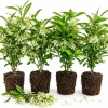 Set of 4 Night Blooming Jasmine Live Plants, 4-6 Inches Tall, White Flowers - Image 1