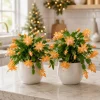 Set of 4 Orange Christmas Cactus Thanksgiving Cactus Plants - Live Plant, 4-8 Inch Tall - Image 1