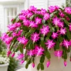 Set of 4 Pink Christmas Cactus Plants – Live Tropical Cacti, 4-8 Inch Tall, No Pot - Image 1