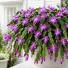 Set of 4 Purple Christmas Cactus Live Plants, 4-8 Inch Tall, No Pot - Image 1