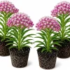 Set of 4 Purple Milkweed Live Plants for Planting, Asclepias, Perennial, 4-8 Inch Tall - Image 1