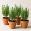 Set of 4 Rosemary Live Plants, 4-7 Inch Herb Starter Plants for Outdoor - Image 1