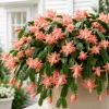 Set of 4 Salmon Christmas Cactus Live Plants, 4-8 Inch Tall, No Pot, Indoor - Image 1