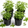 Set of 4 Stevia Live Plants, 4-6 in Tall, Rooted Herb for Container Gardens - Image 1
