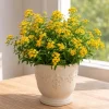 Set of 4 Texas Tarragon Live Plants, 4-8 Inch Tall, Mint Marigold Herb - Image 1