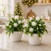 Set of 4 White Christmas Cactus Live Plants, Tropical Cactus, 4-8 Inch Tall - Image 1