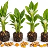 Set of 4 Yellow Turmeric Live Plants, Curcuma Starter Plants 4-7 Inches Tall, Herb for Containers, Patio, Indoor/Outdoor - Image 1