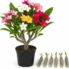 Set of 6 Plumeria Plant Cuttings - Mixed Frangipani Tropical Flower Varieties for Garden & Pots - Image 1