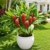 Shampoo Ginger Live Plant, Zingiber Zerumbet, Red Ginger Lily, 4-8 Inch Tall - Image 1