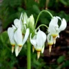 Shooting Star Dodecatheon Bare Root Perennial – 5 Roots – Outdoor Flower - Image 1