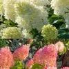Silver Dollar Hydrangea Live Plant – 4 inch Pot – Outdoor Shrub - Image 1