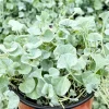 Silver Falls Dichondra Live Plant - Trailing Silver Foliage - 4 inch Pot - Indoor/Outdoor - Image 1